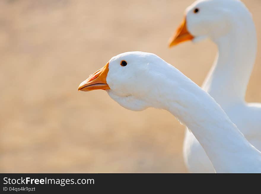 White Domestic Geese Close-Up