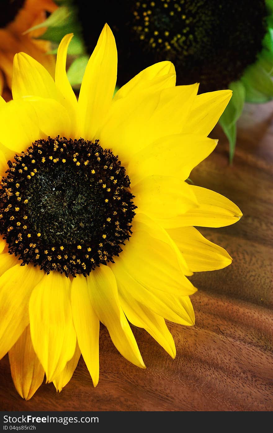 Flower sunflower on a wooden table. Flower sunflower on a wooden table