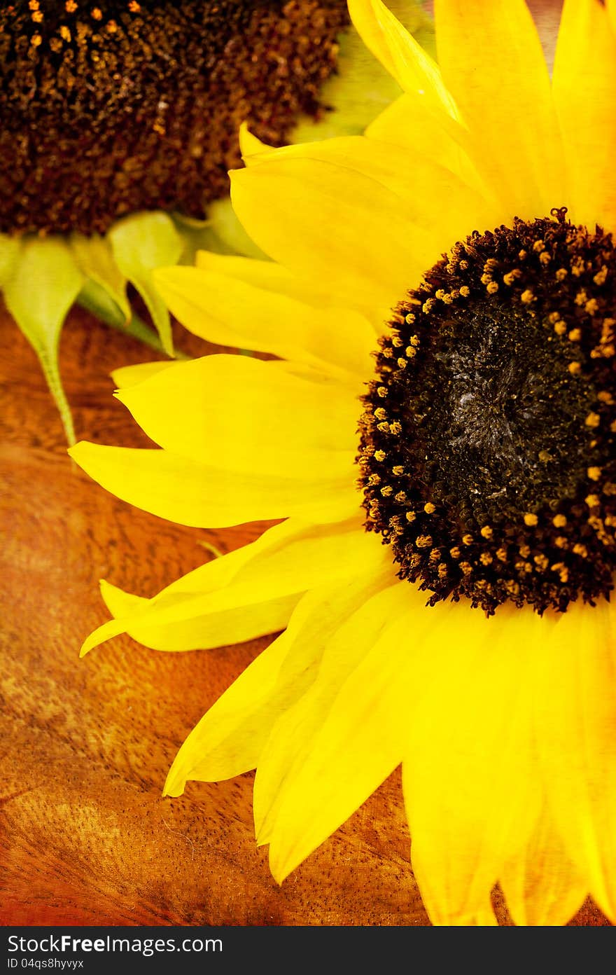 Sunflower Flowers on the table