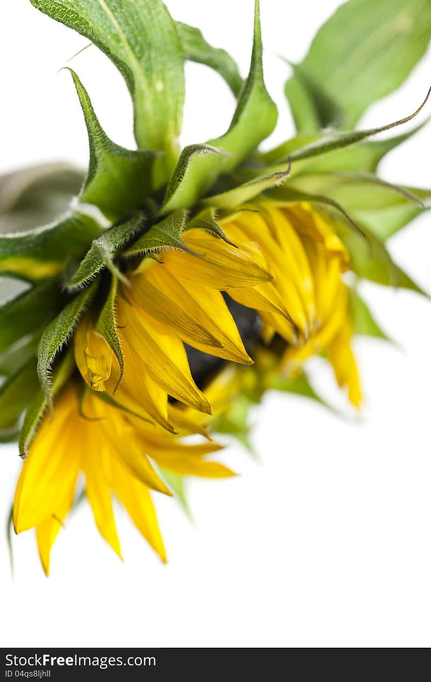 Sunflower flower on a white background