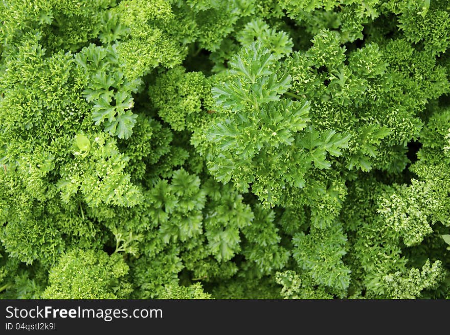 Verdure,salad