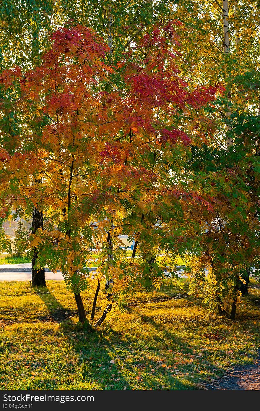 Trees reddened in autumn