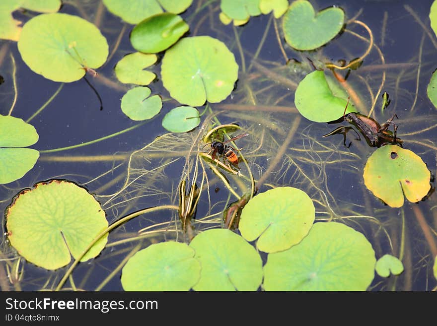 White water-lily and its reflection