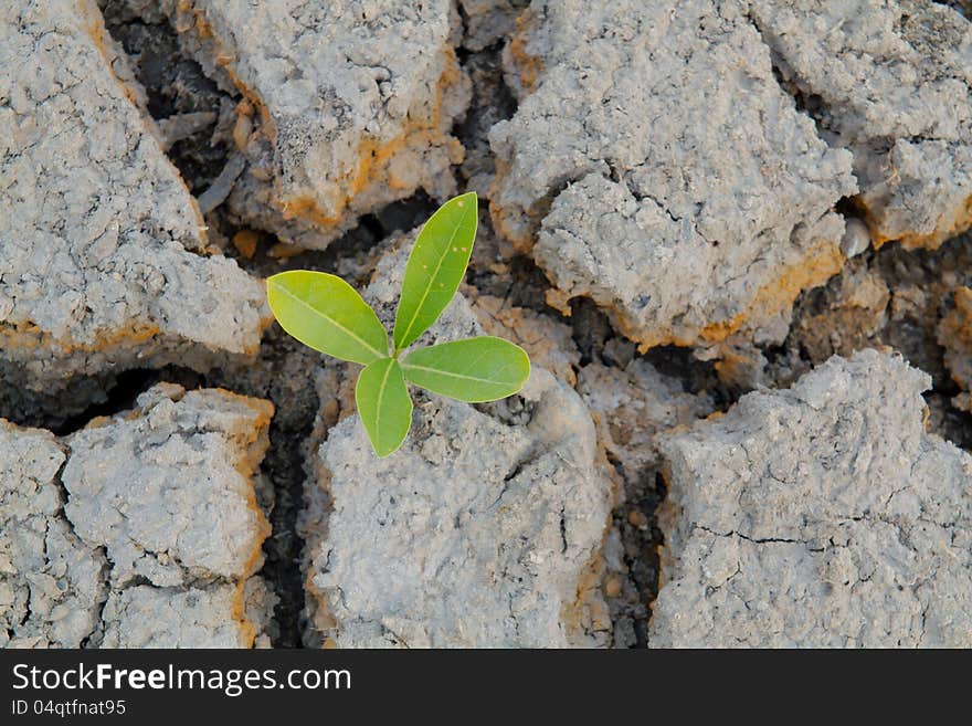 Plant in cracked earth.