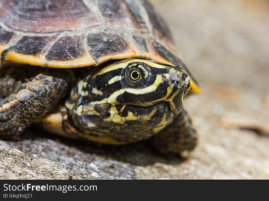 Malayan snail-eating turtle