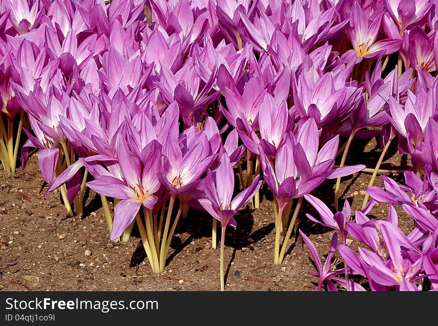 The amount of pinkish purple crocus flowers in the fall. The amount of pinkish purple crocus flowers in the fall.