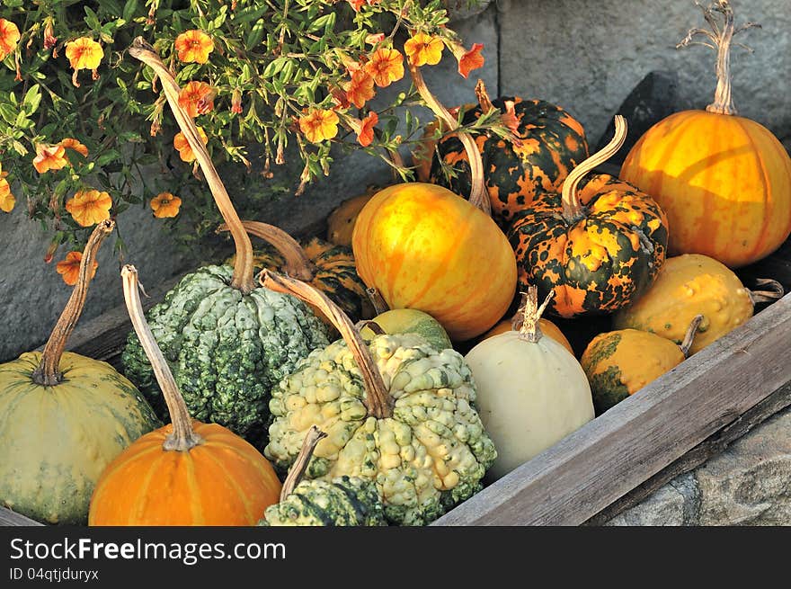 Pumpkins and orange flower