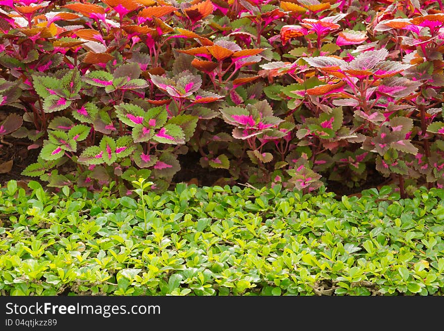 Colorful leaves and green leaves. Colorful leaves and green leaves.