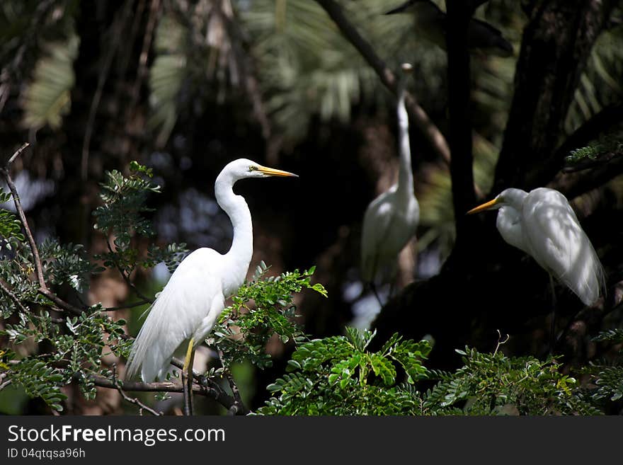 Eastern Great Egret