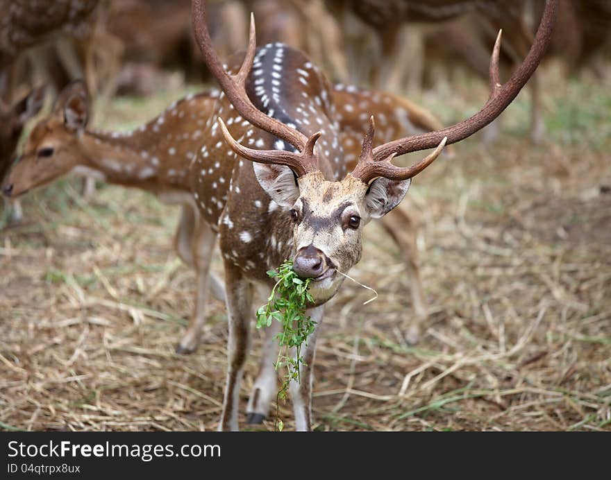 Chital