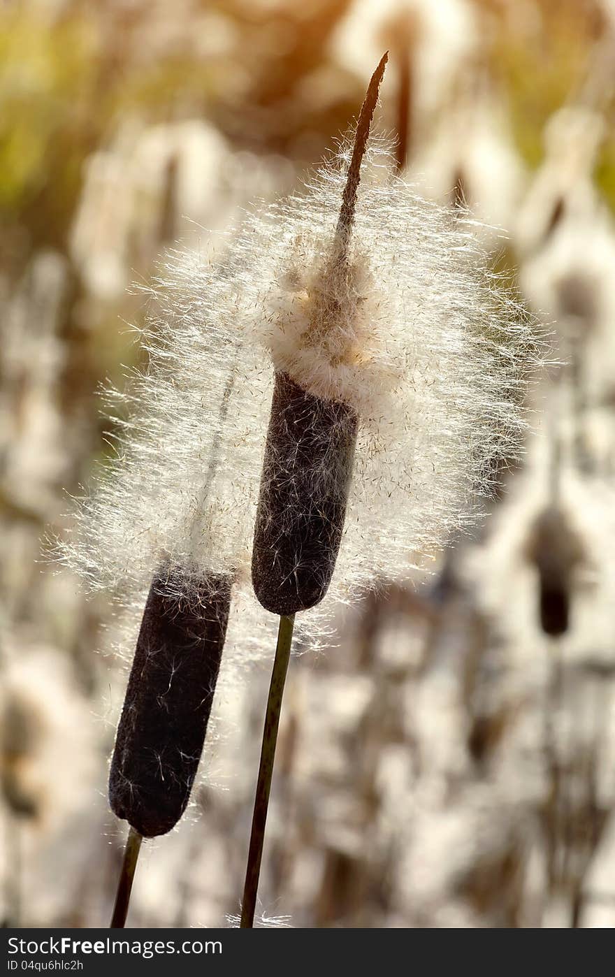 Dry cattails in the sunlight. Dry cattails in the sunlight.