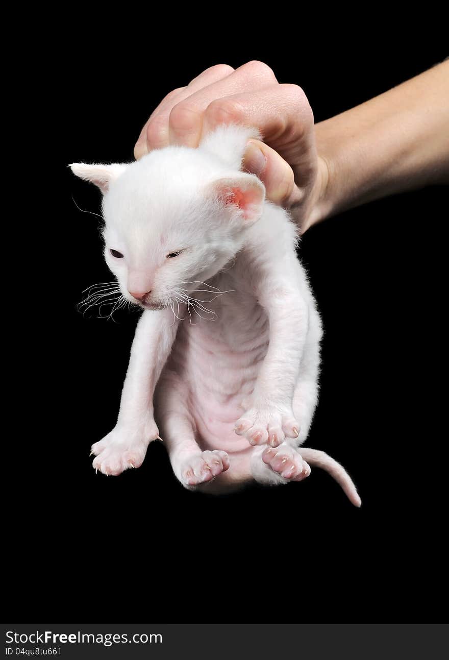 A female hand holding a little white Cornish Rex kitten by scruff of its neck against a black background. A female hand holding a little white Cornish Rex kitten by scruff of its neck against a black background