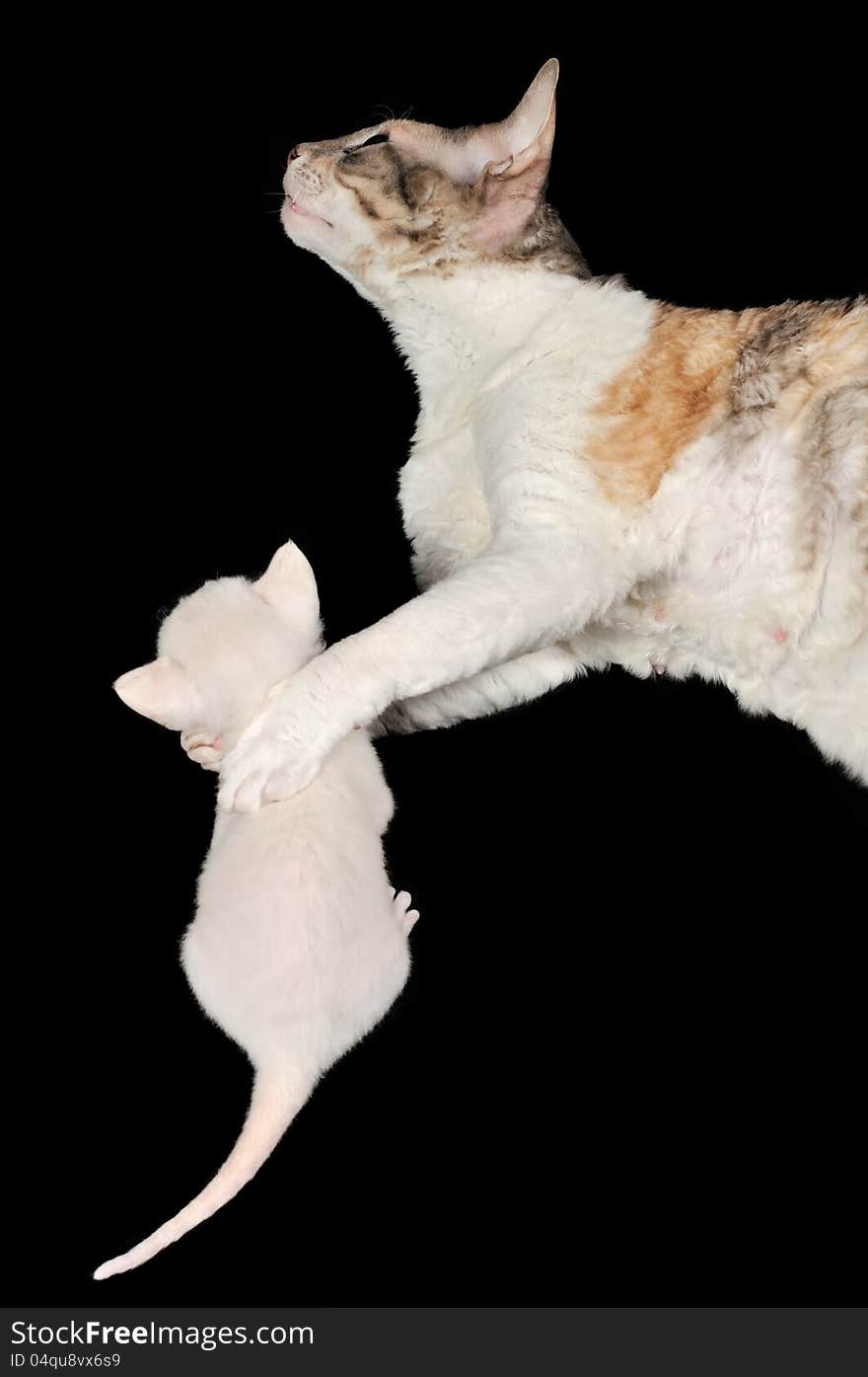 A calico Cornish Rex mother cat lying on the side and hugging its little white kitten on a black background. A calico Cornish Rex mother cat lying on the side and hugging its little white kitten on a black background