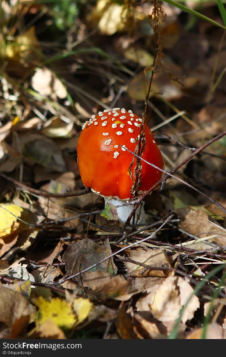 Fly agaric mushroom in a forest . Toadstool (amanita muscaria)