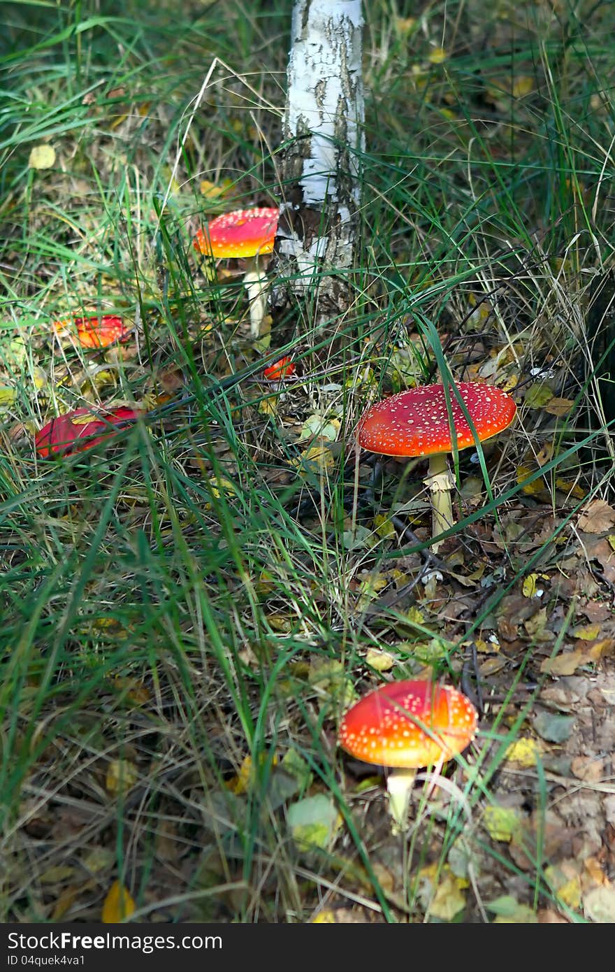 Fly agaric mushrooms in a forest .