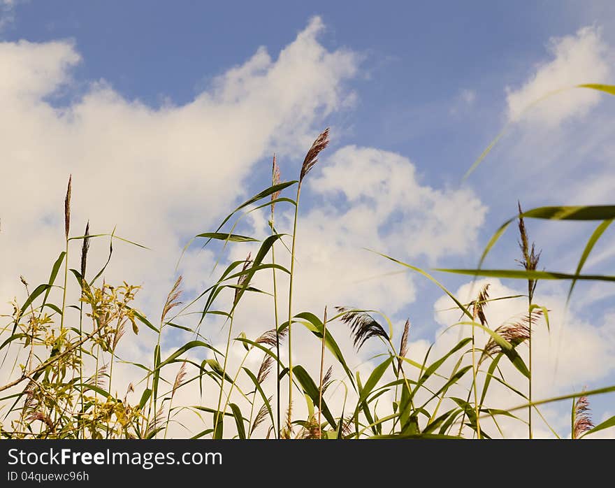 Reed against the sky. Reed against the sky.