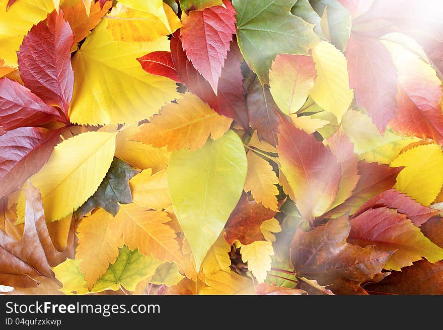 The sun beams on the autumn leaves. The sun beams on the autumn leaves