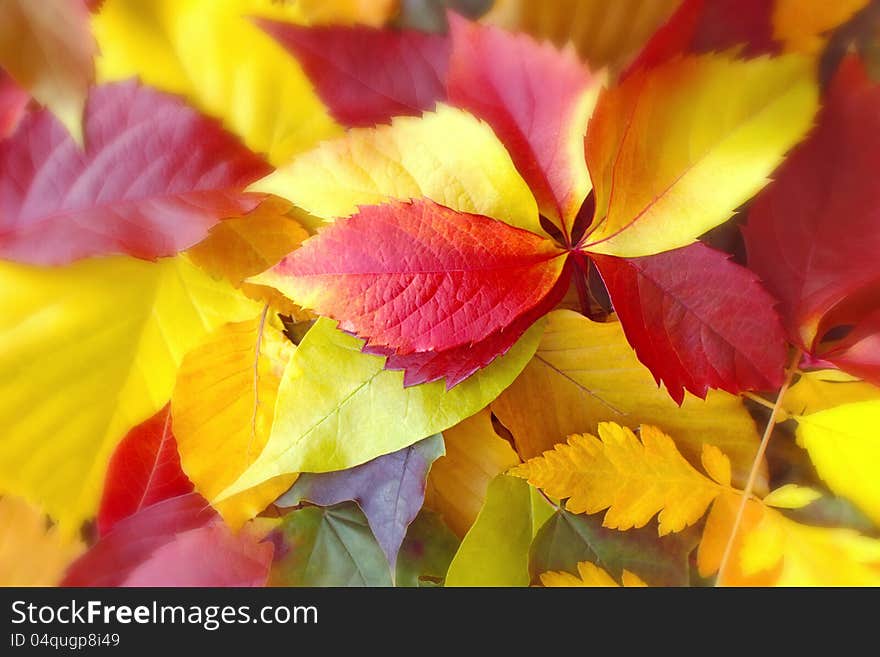 Colorful autumn leaves on the ground. Colorful autumn leaves on the ground