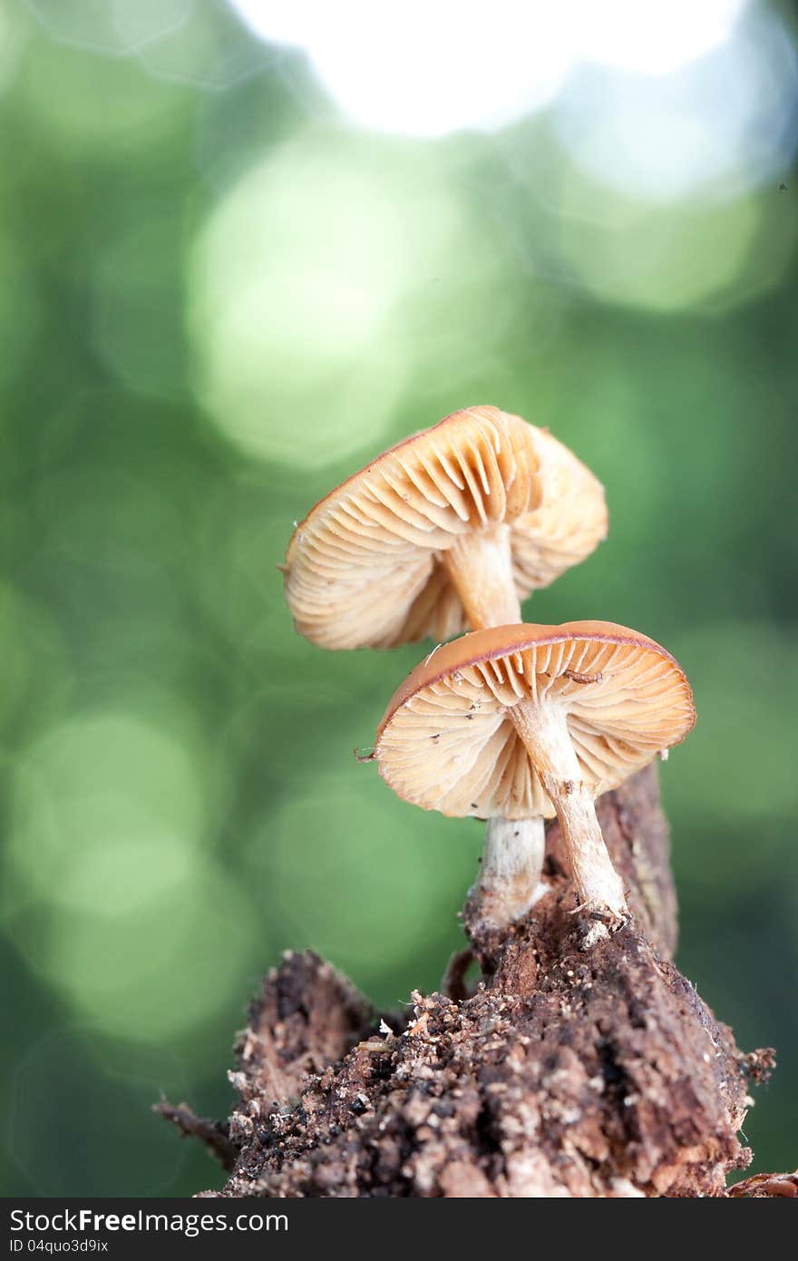 Mushroom galerina over green background