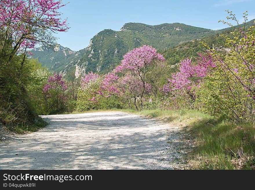 Spring, small dirt road lined with flowering trees