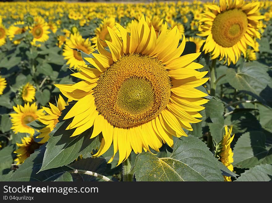 Foreground of the inflorescence of a plant of sunflower