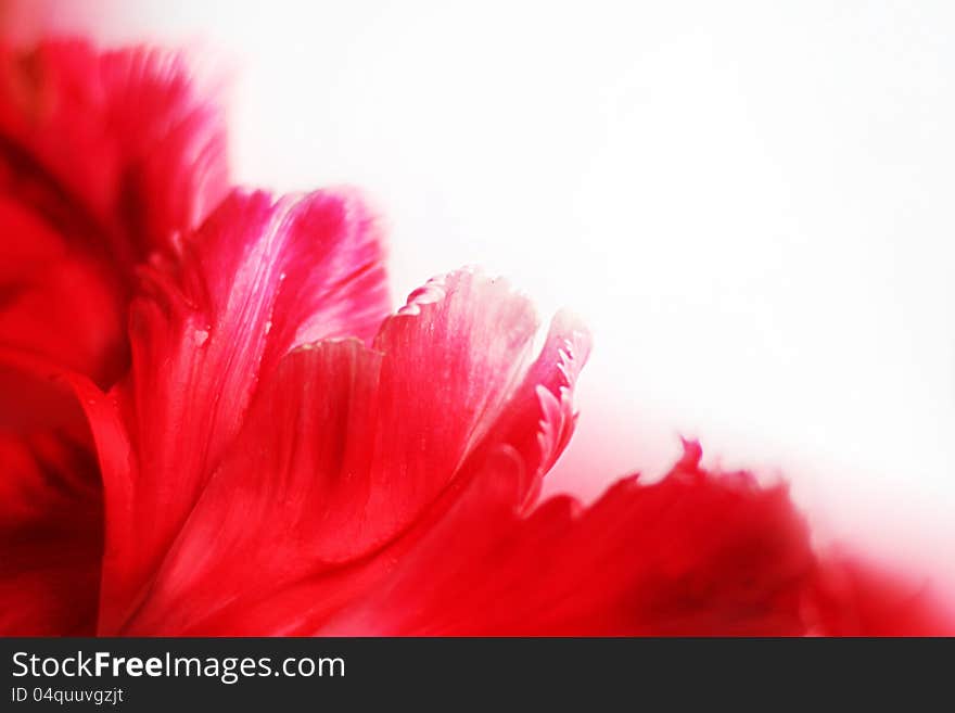 Close up of pink flower tulip. Close up of pink flower tulip