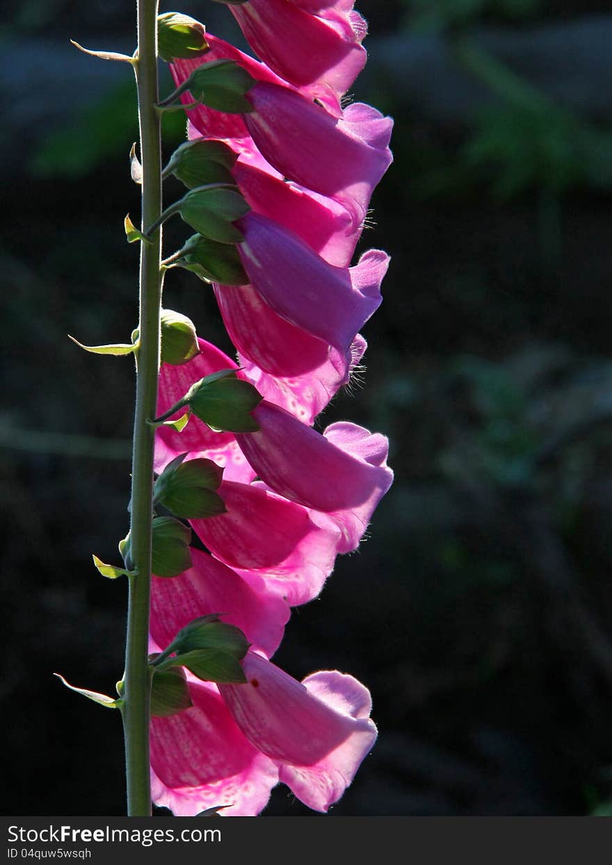 Pink foxglove flowers on a dark background. Pink foxglove flowers on a dark background