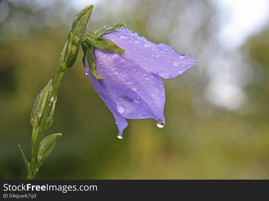 Bluebell - Campanula persicifolia