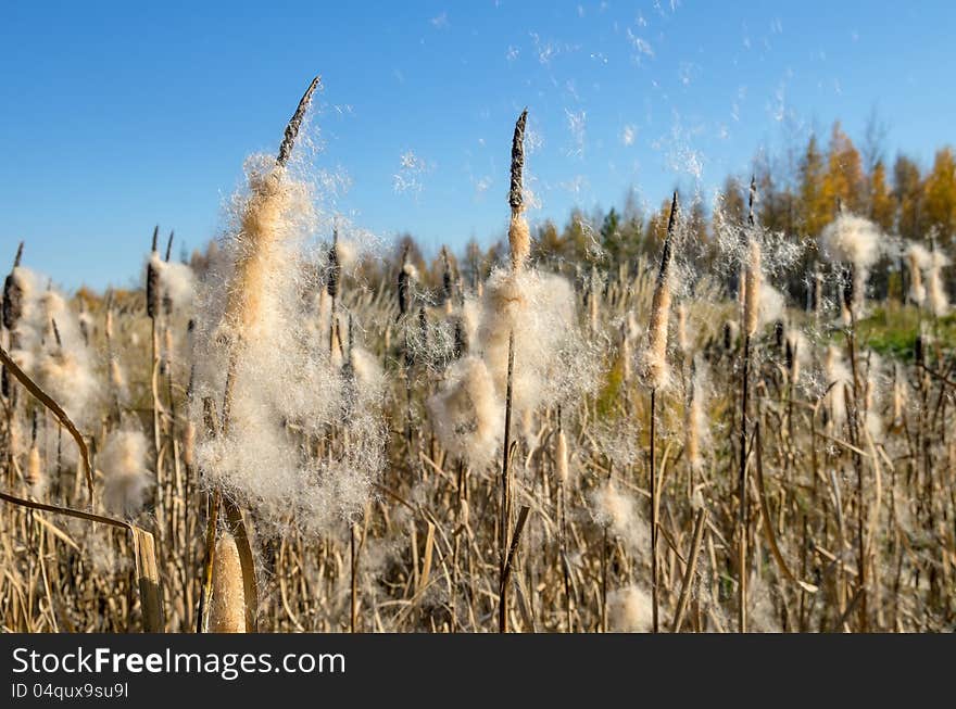 Autumn landscape. Cattails in the swamp. Autumn landscape. Cattails in the swamp.