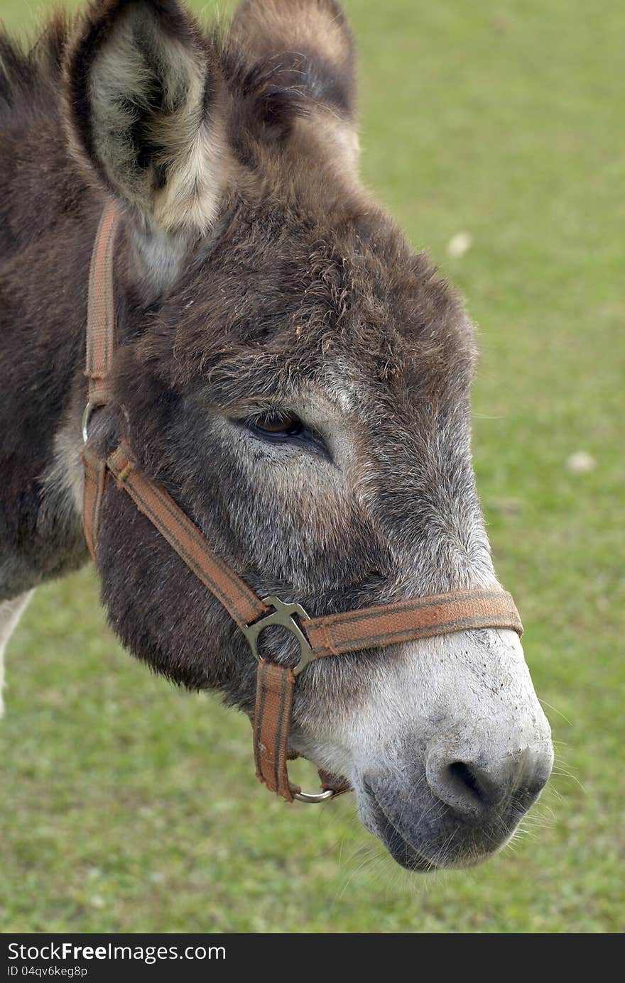 Donkey