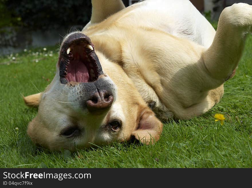 Labrador retriever in the garden. Labrador retriever in the garden