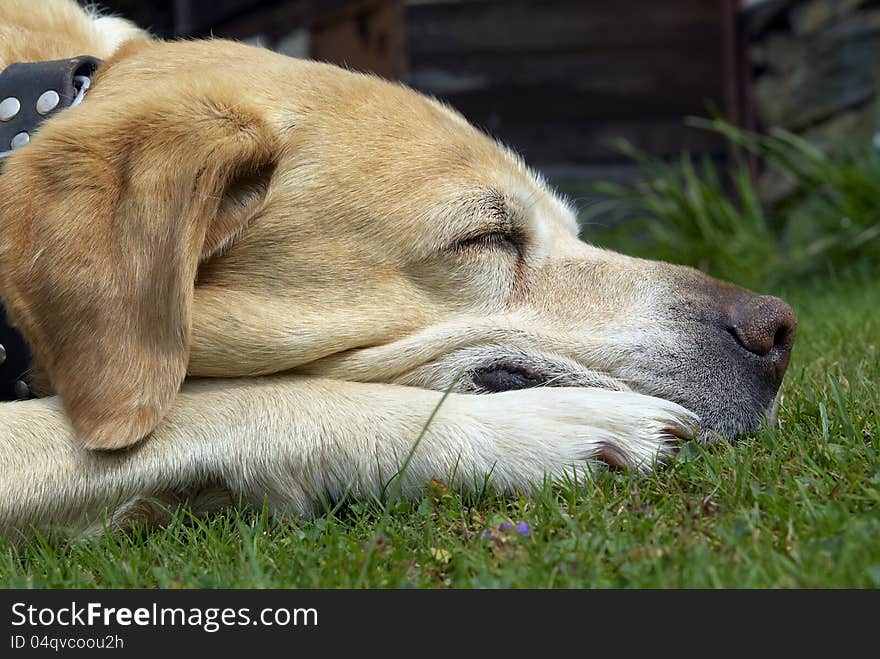 Labrador retriever in the garden. Labrador retriever in the garden