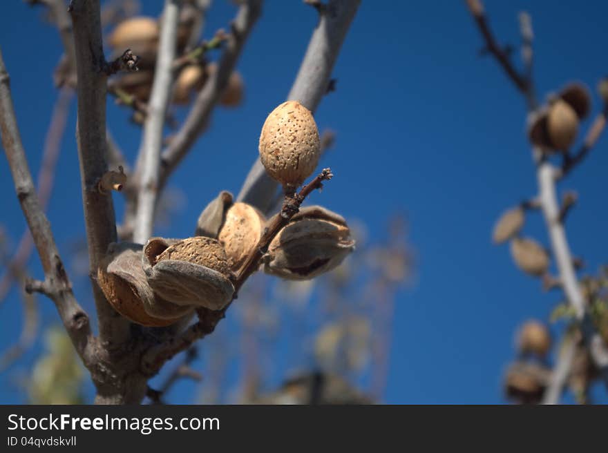 Almond fruits in the tree. Almond fruits in the tree