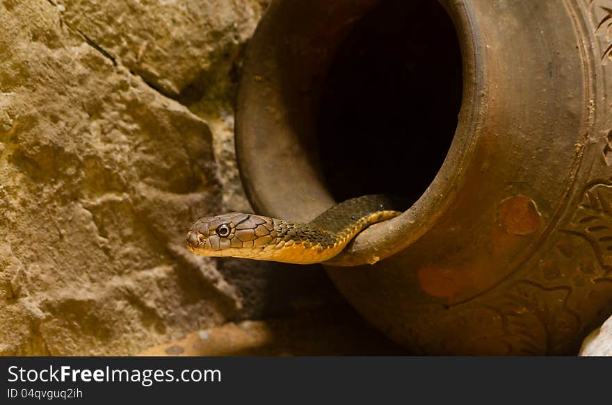 King Cobra in the jar, Thailand