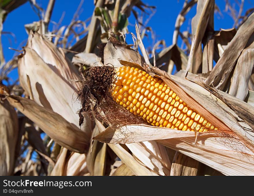 An ear of corn in a farm field ready for harvest