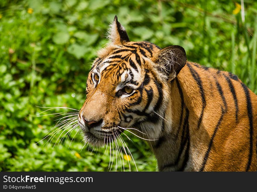 Tiger in the forest, Thailand