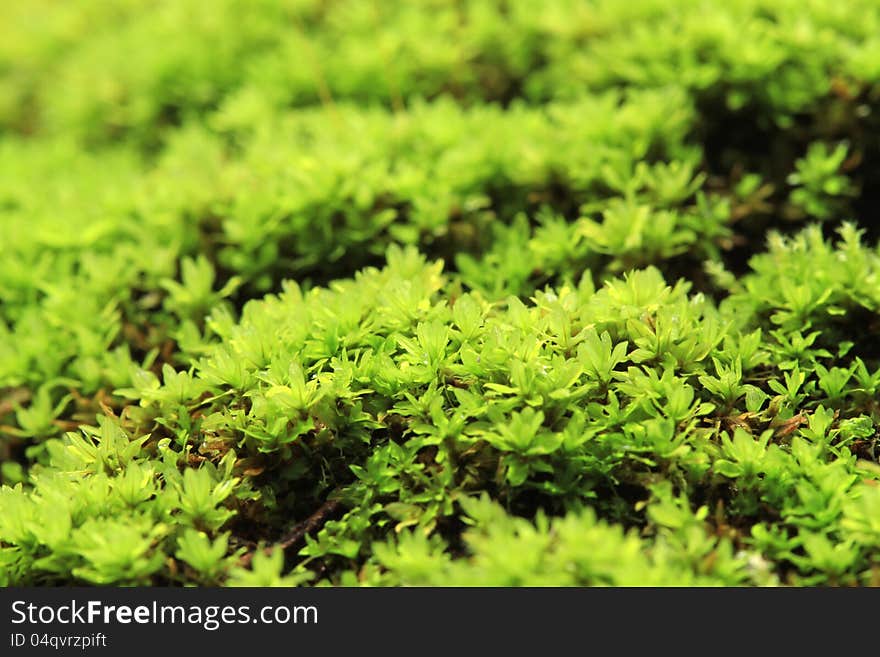 Closeup of green moss in the forest