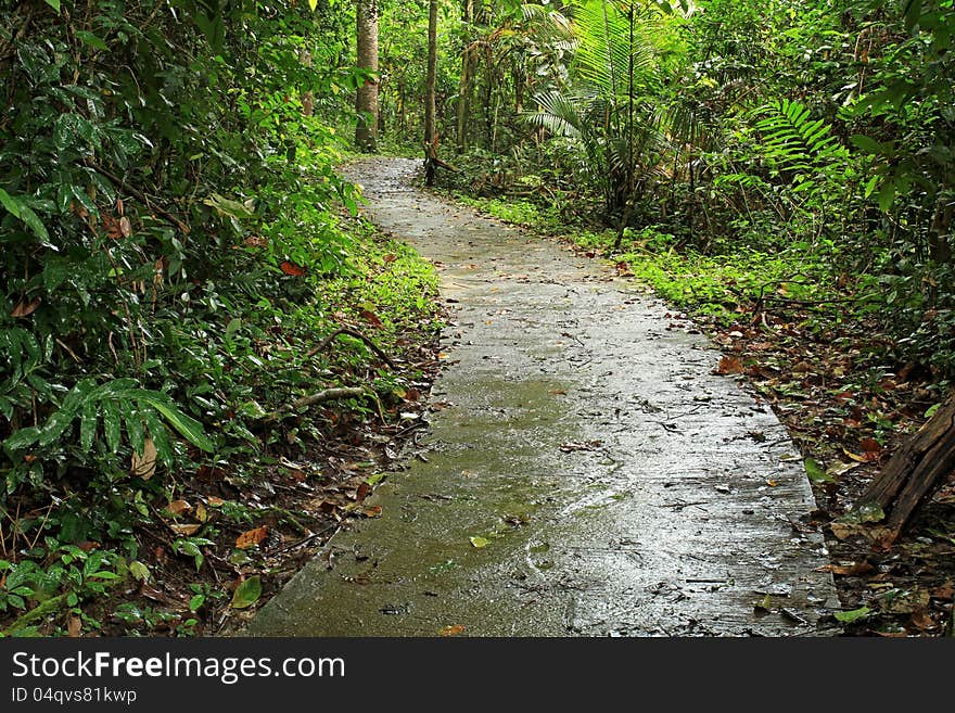 Walking path in national park, Khao Yai,Thailand