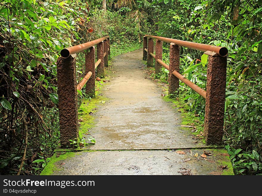 Footbridge in national park, Khao Yai,Thailand