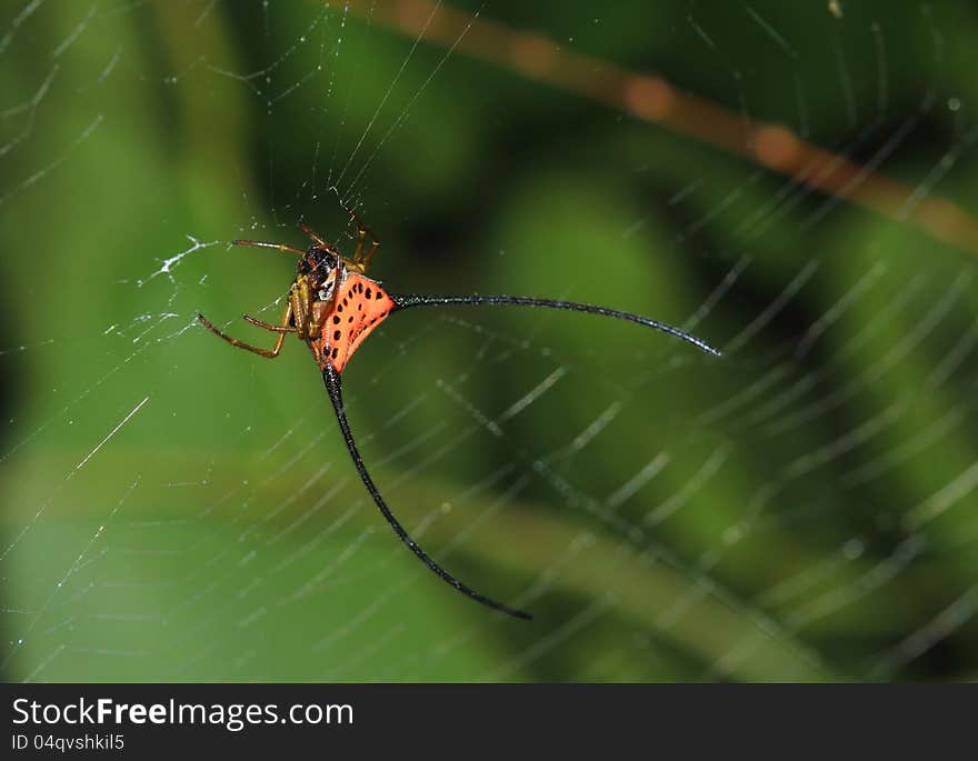 Curved spiny spider (Gasteracantha arcuata) in the forest