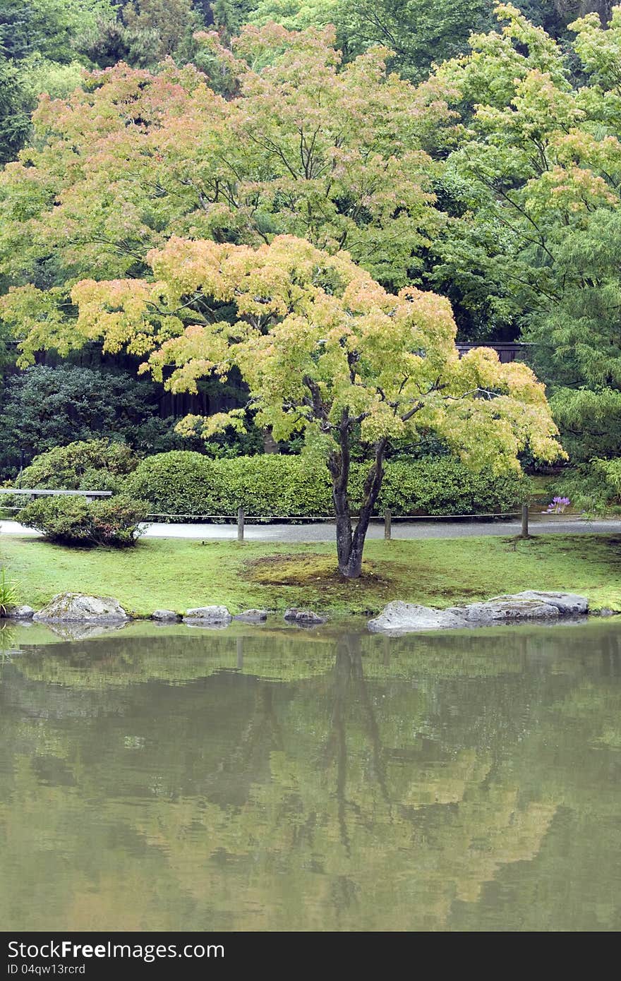 Colorful maple trees with nice reflection in a Japanese garden. Colorful maple trees with nice reflection in a Japanese garden.