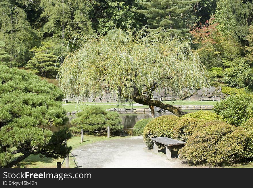 Beautiful Japanese garden with willow tree, maple, lush greenery, pond and path. Beautiful Japanese garden with willow tree, maple, lush greenery, pond and path.