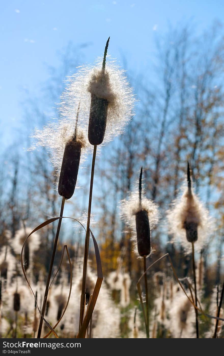 Fluffy cattail cobs in the sunlight.