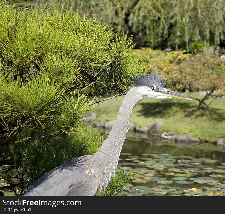 Crane in Japanese garden