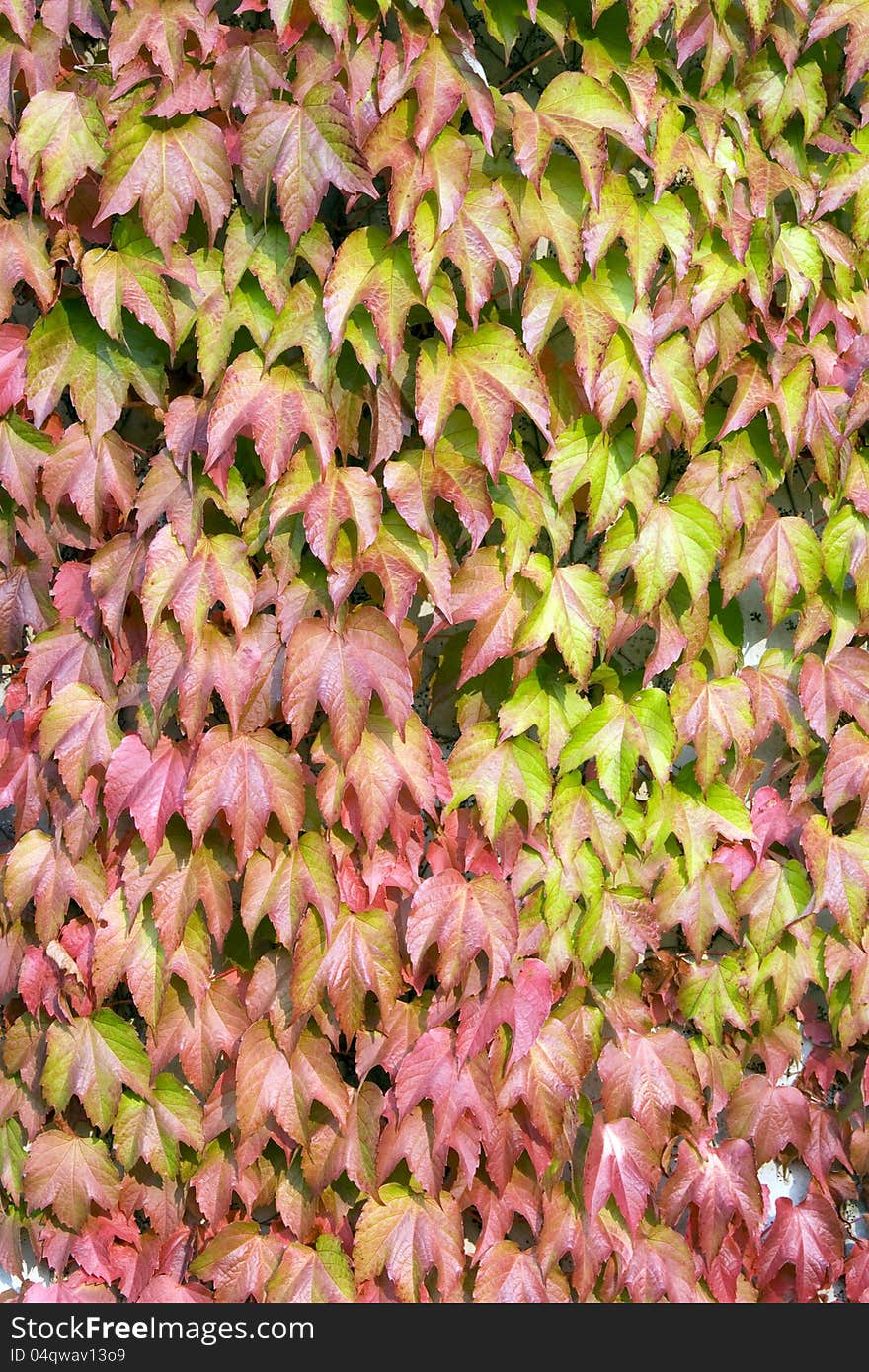 Colorful ivy leaves on wall. Colorful ivy leaves on wall.