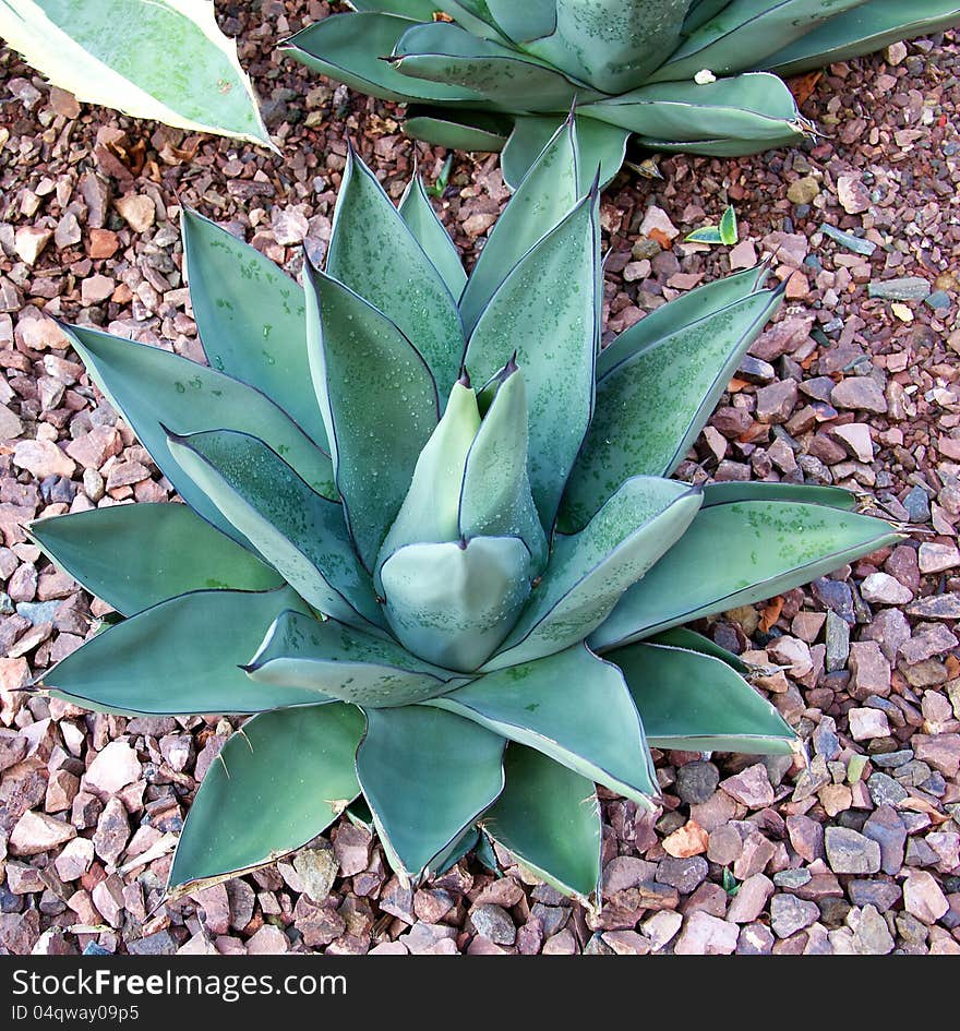 Cactus plant set against a bed of crushed rock