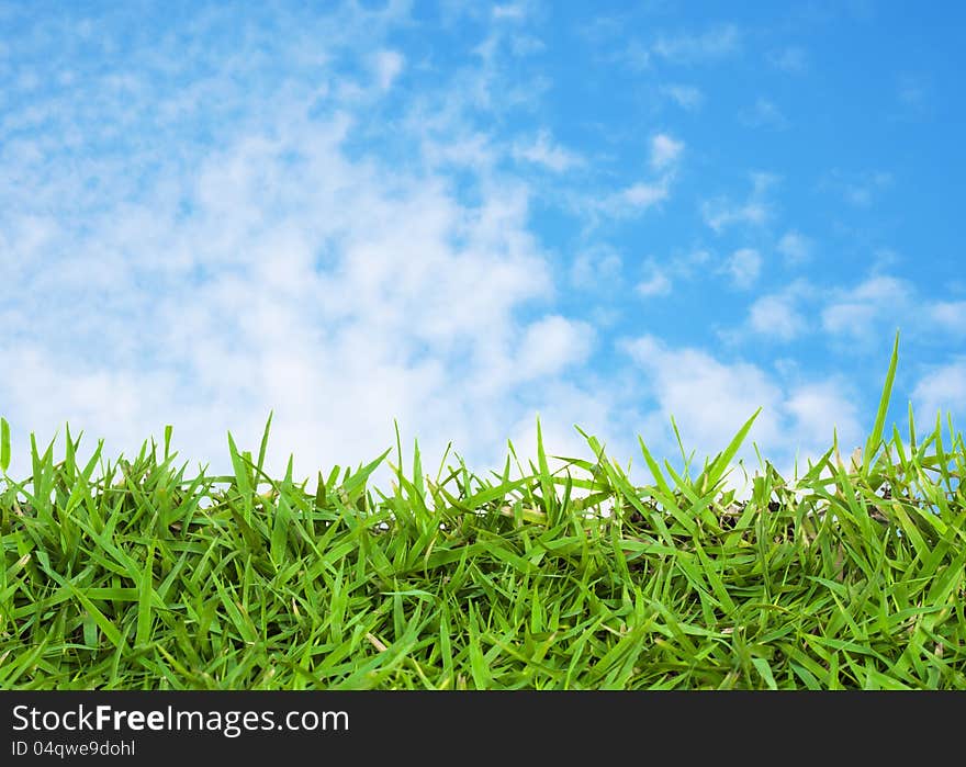 Green grass and blue sky as background