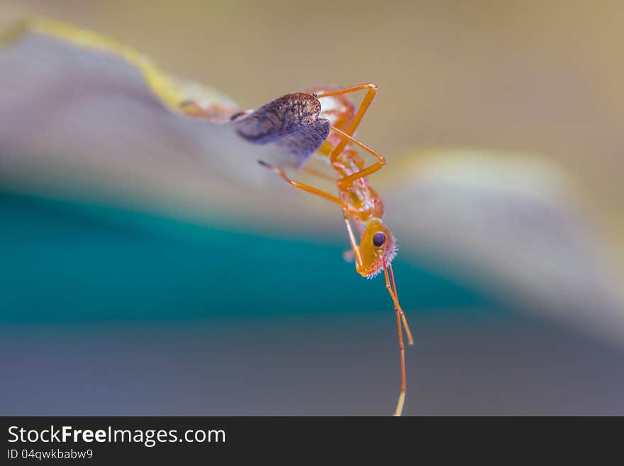 Assassin bug