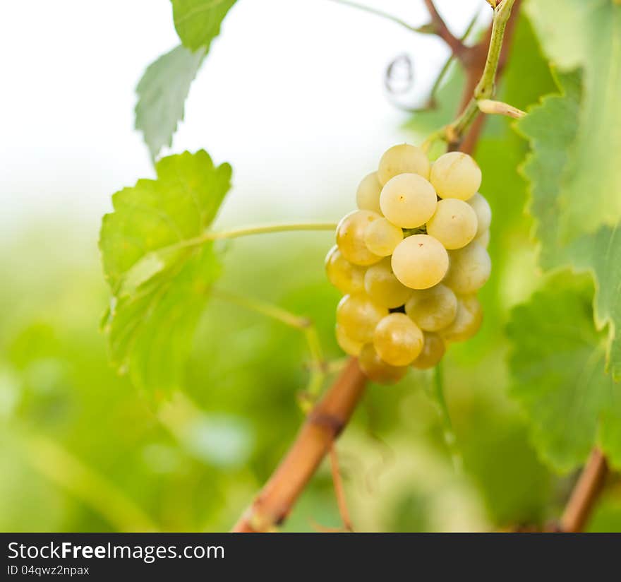 These grapes - Riesling makes a quality wine. These grapes - Riesling makes a quality wine