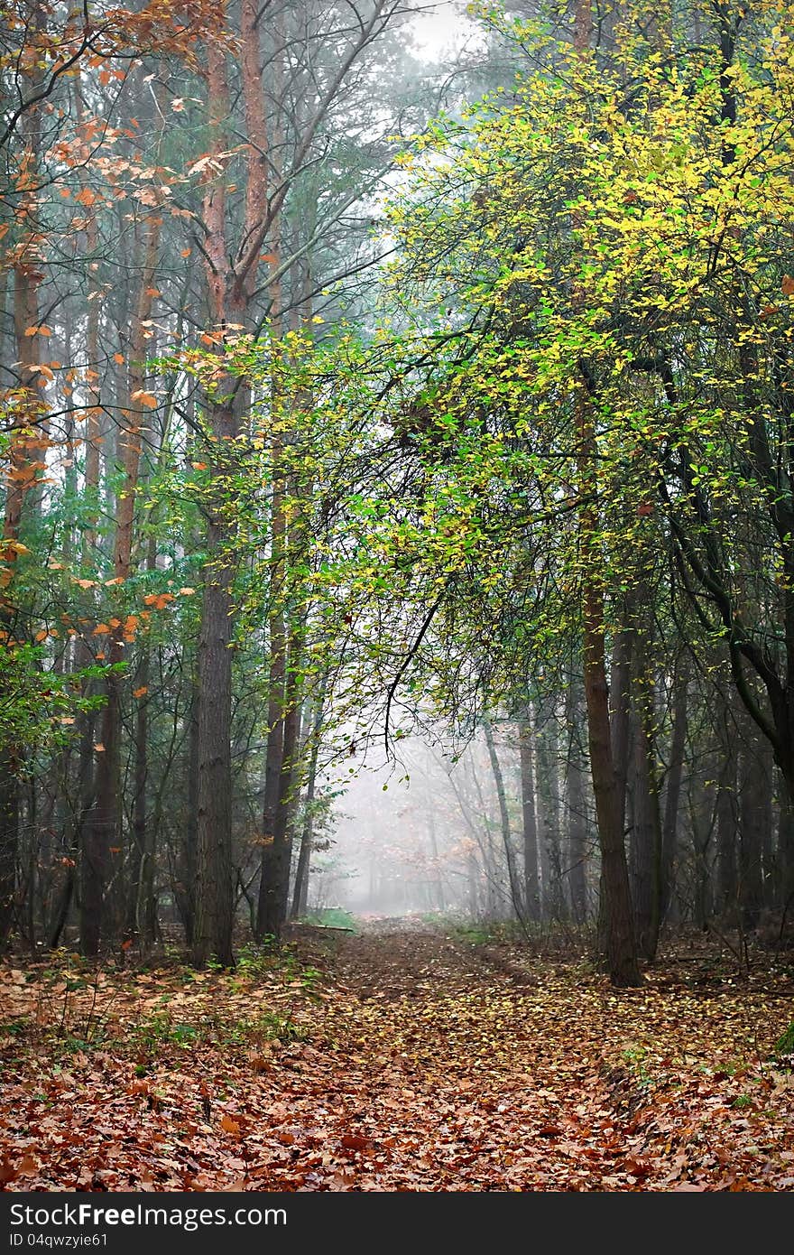 A colorful misty path in the fall. A colorful misty path in the fall